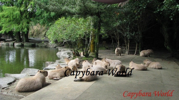 NWN capybaras waiting for breakfast