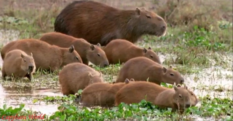 en capybara i naturen skulle aldrig vara ensam. En ensam capybara skulle vara ett enkelt mål för rovdjur. Detta beteende har utvecklats under miljontals år, så om en capybara är bunden till en människa och den människan lämnar hemmet, är capybara instinktivt extremt orolig för den människans säkerhet. Detta sätter en oacceptabel nivå av stress på den stackars capybara som inte har utvecklats till att vara en människas husdjur's pet