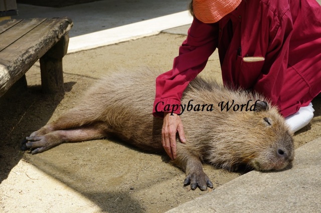 Where Can I Pet a Capybara in America? Why Being with Capybaras Is The Best  Experience in the World | capybaraworld
