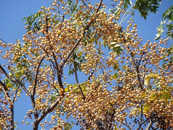 .Chinaberry Tree. Please see my text for other names of this toxic tree