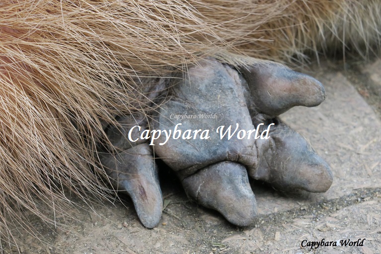 Uncategorized  capybaraworld