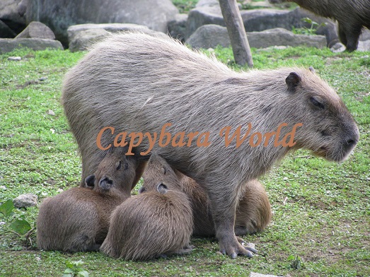 A Tribute to Capybara World