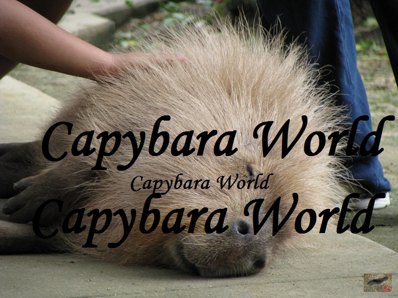 capybaraworld | Capybara – Facts, Information and Everything You Wanted to  Know About These Exceptional Animals