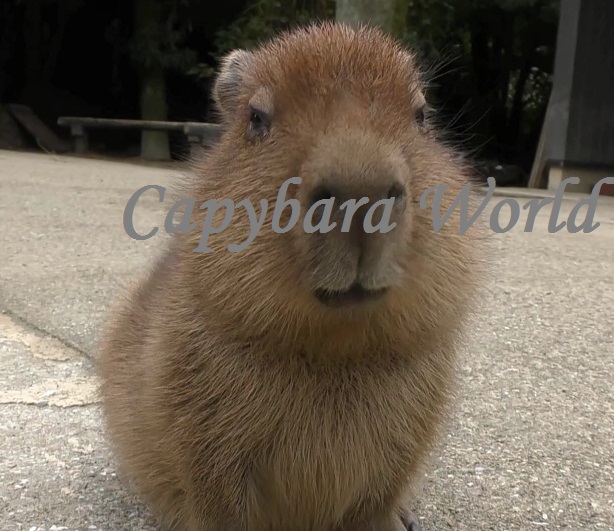 Baby Capybara  capybaraworld